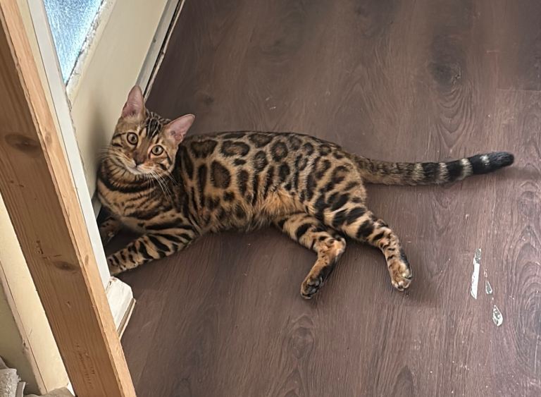 Bengal 