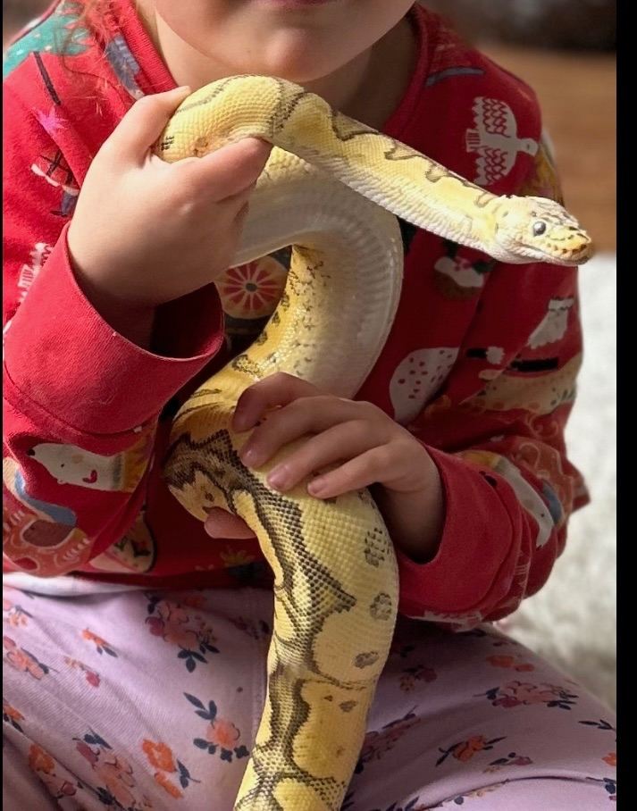 Yellow ball python for sale. 