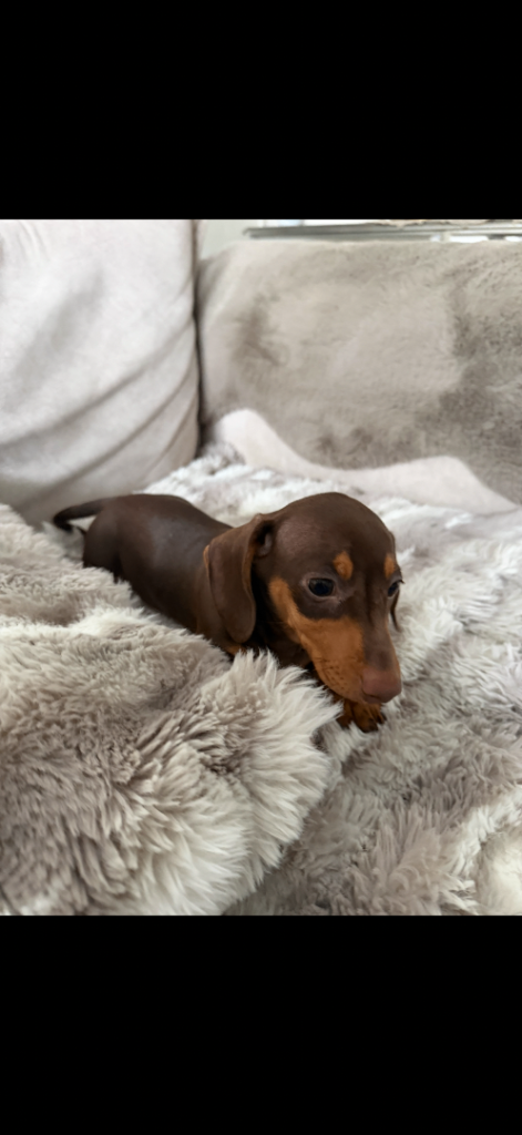 Miniature dachshund 