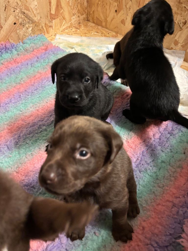 Stunning  Labrador Puppies for sale chocolate and black