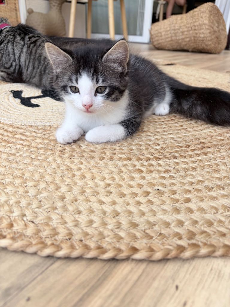 3 little boys kittens on sale