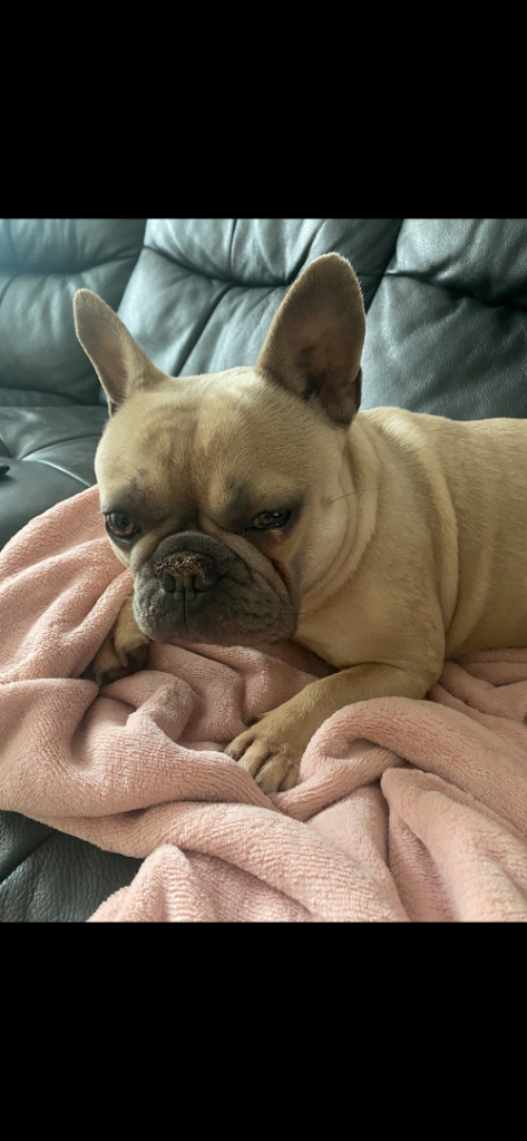 Frenchie 
