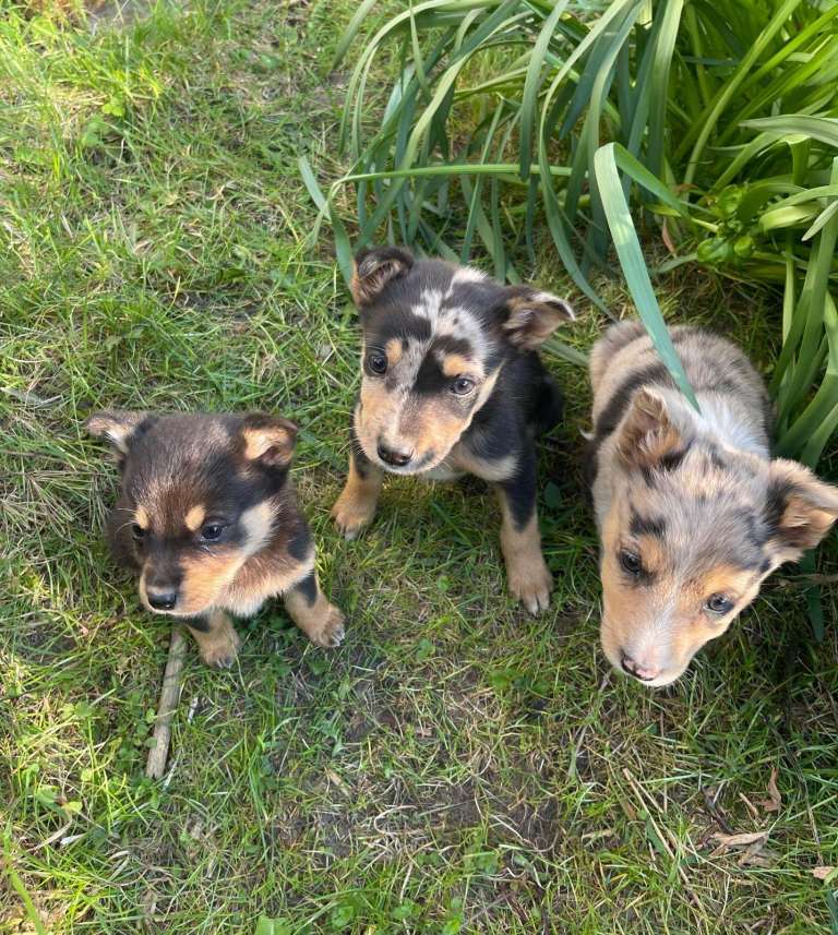 Australian Kelpie X Collie Puppies