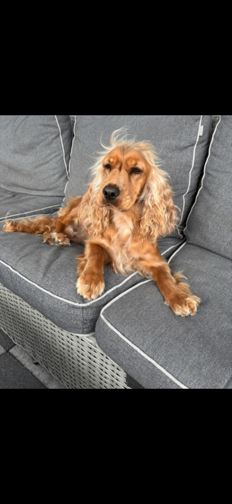 Show spaniel 
