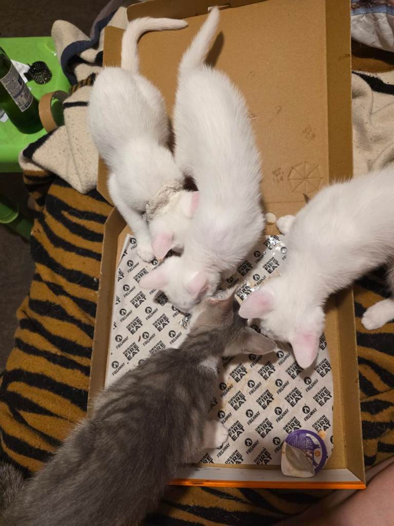 White Turkish Angora kittens 