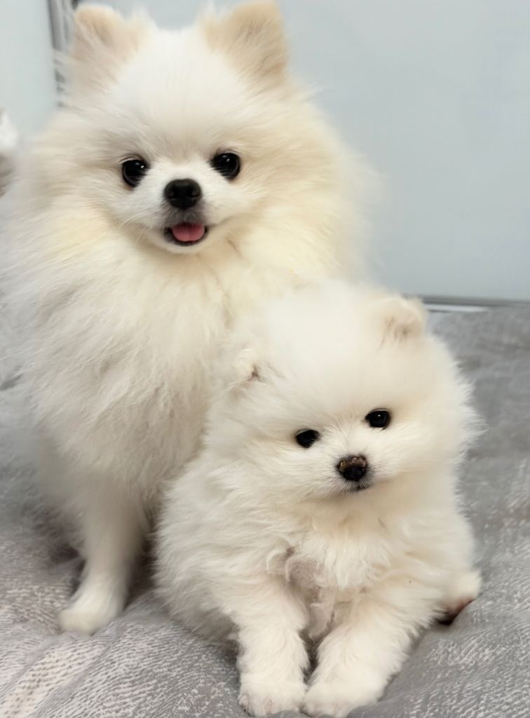 🌹stunning KC family white fluffy boy Pom for a loving caring home🌹