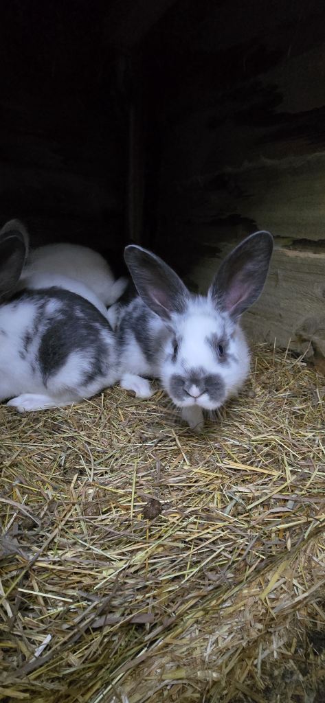 Rabbits New Zealand cross Continental 