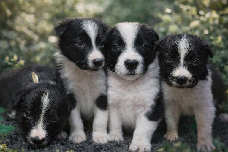 Family Raised Border Collie Pups 