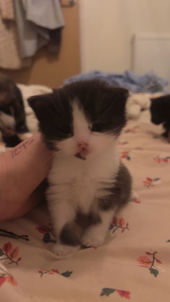 Kittens