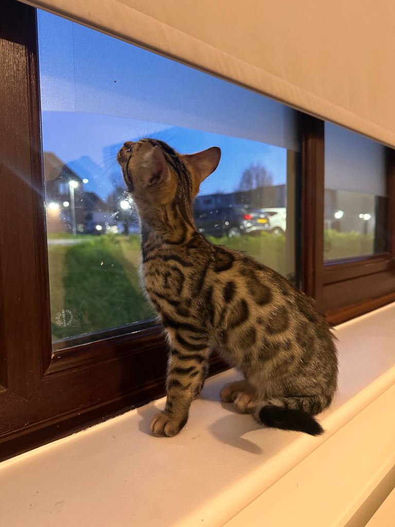 Bengal Kitten – female