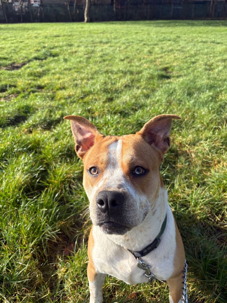 American Bull xAmstiff 