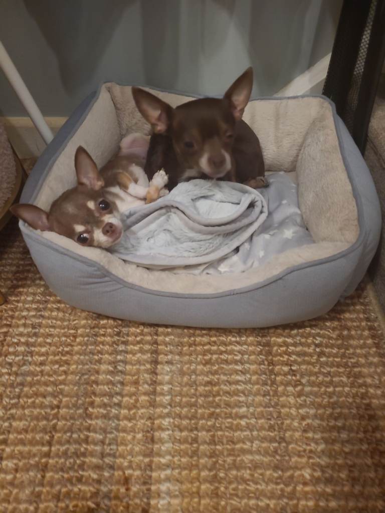  Chihuahua 