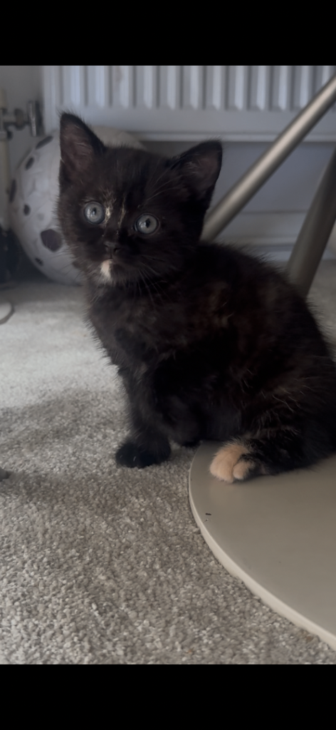 British short hair female kitten last one