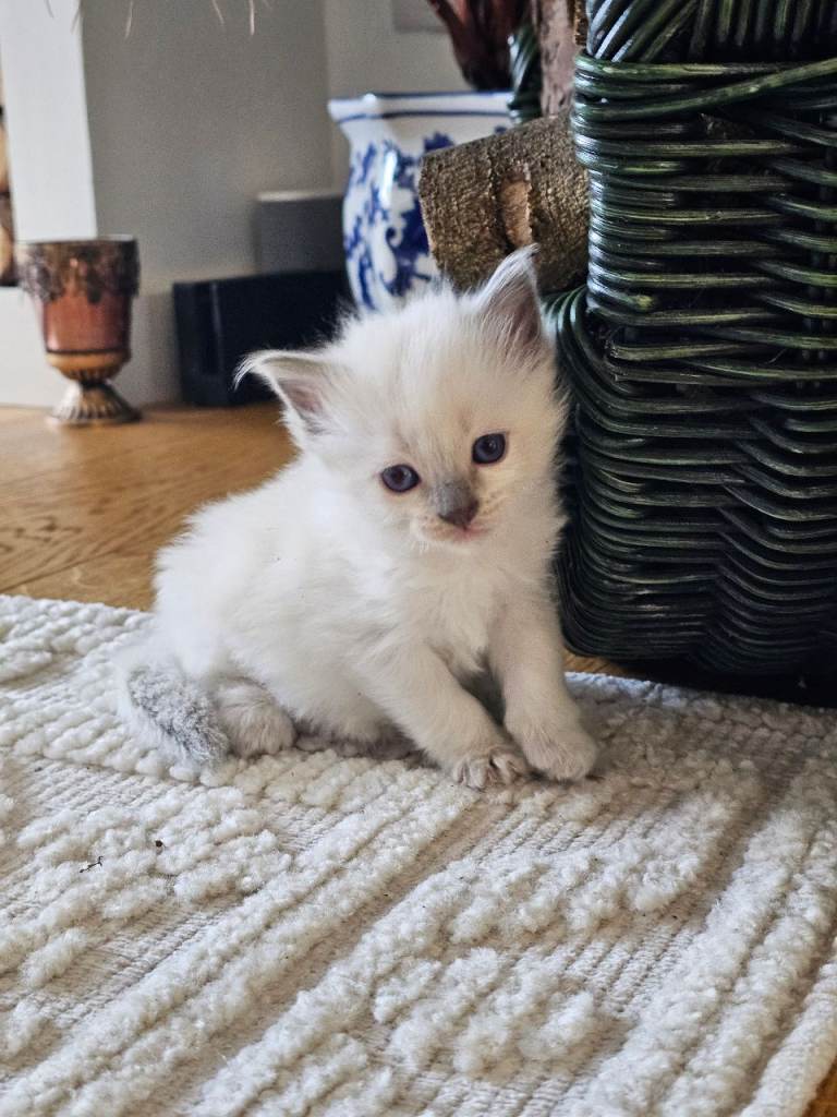 Ragdoll stunning white kitten girl