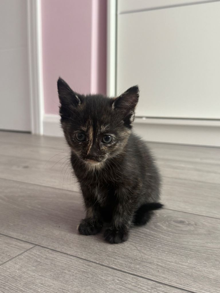 2 little mixed color kittens for sale