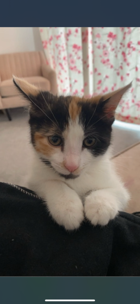 1 year old female cat for sale 