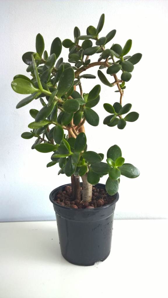 12-13 Years Old Money Tree/Jade Plant Succulent Bonsai.