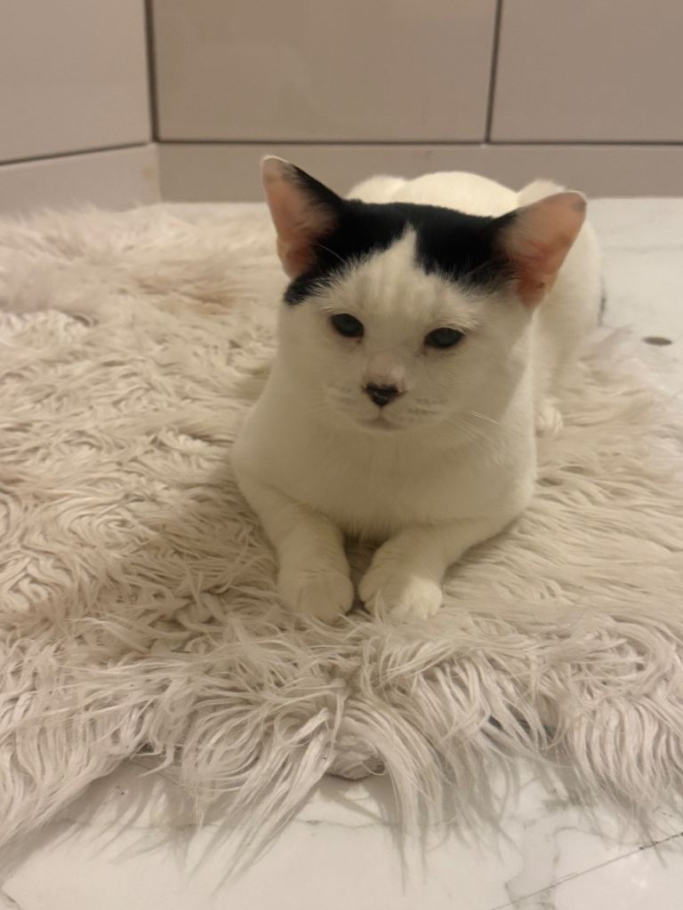 Lovely one years old British short hair, white and black cat