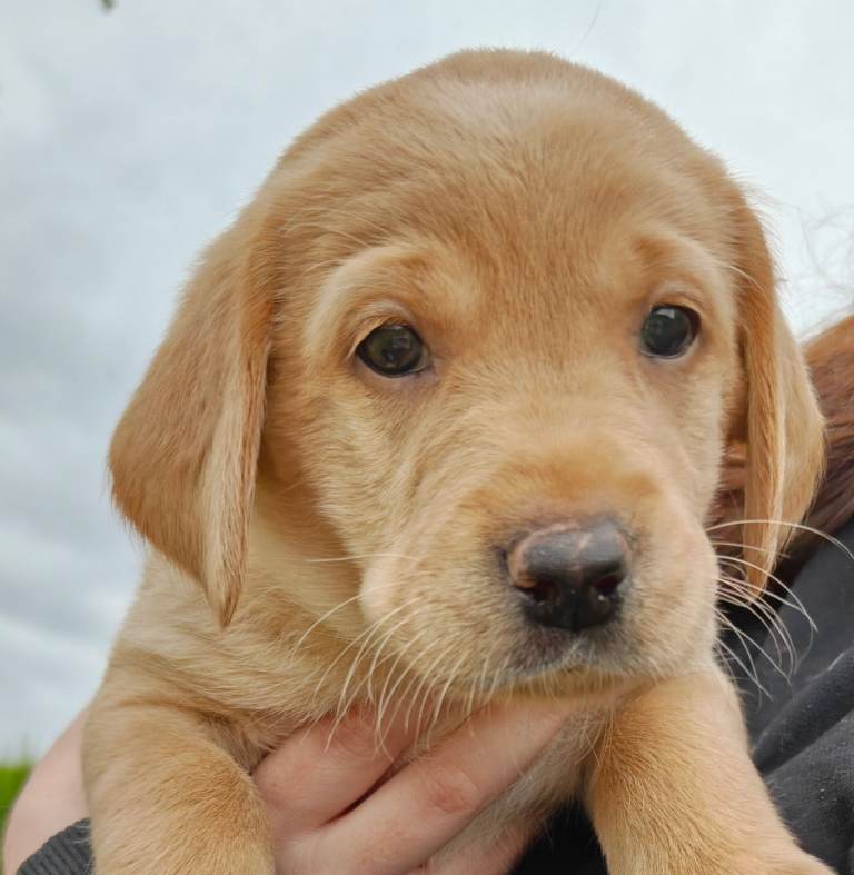 Labrador Puppies - Ready 15th August 