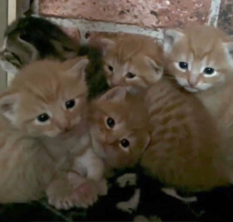 Kittens