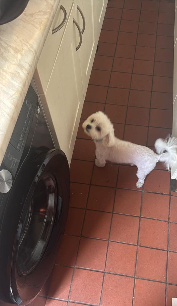 Dog for sale