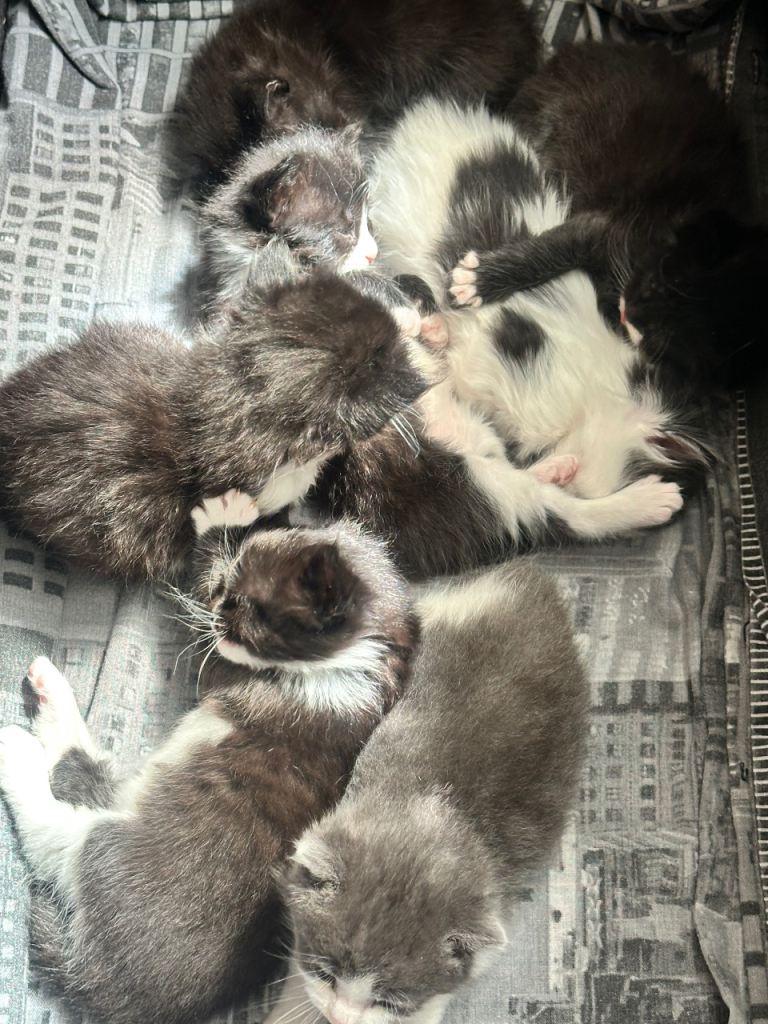 Seven beautiful kittens
