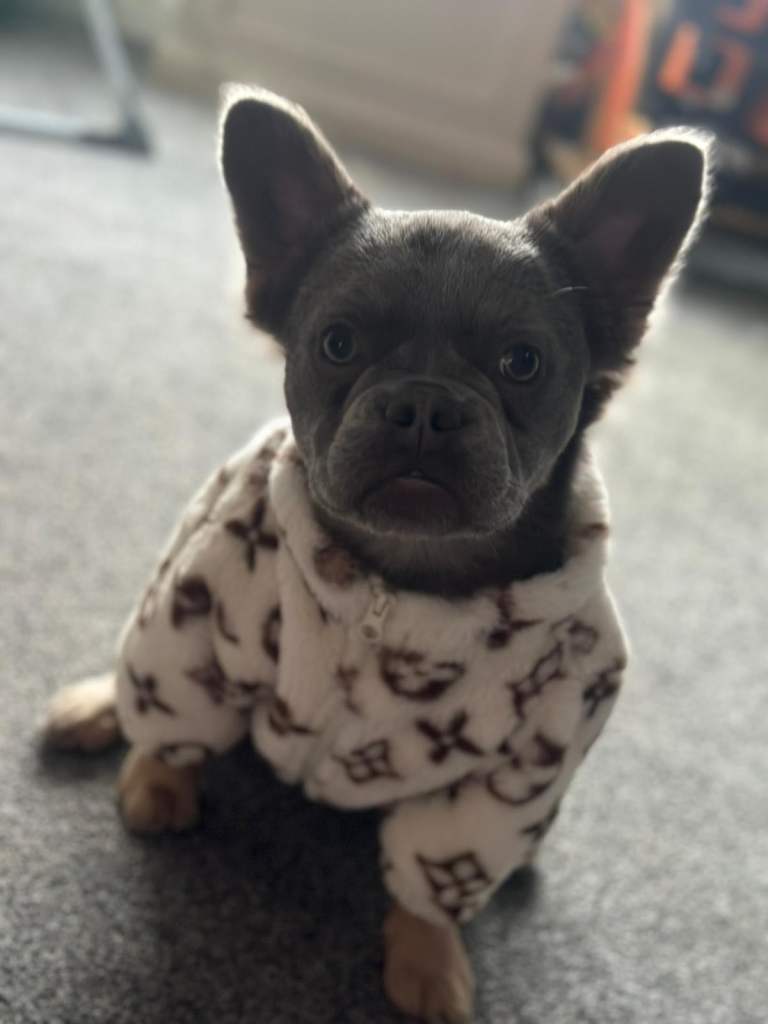 Female French fluffy