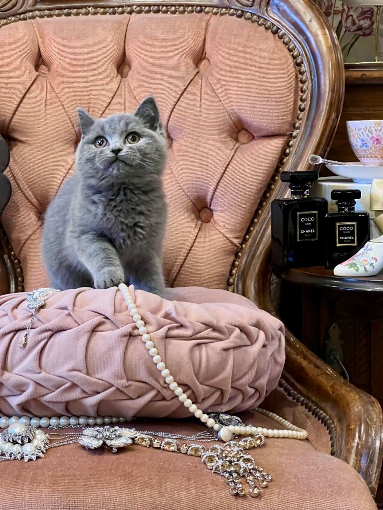 CHUNKY FLUFFY TEDDY 🧸 PUREBRED BSH KITTENS