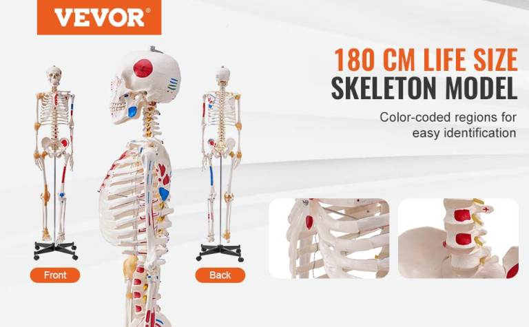 Life-Size Human Skeleton Model – 182 cm with Ligaments & Muscle Markings & 5-Wheel Stand