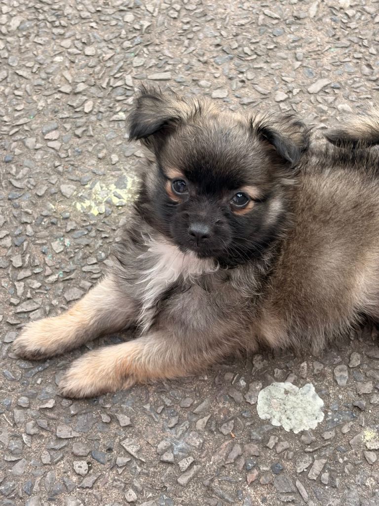Pomchi boy