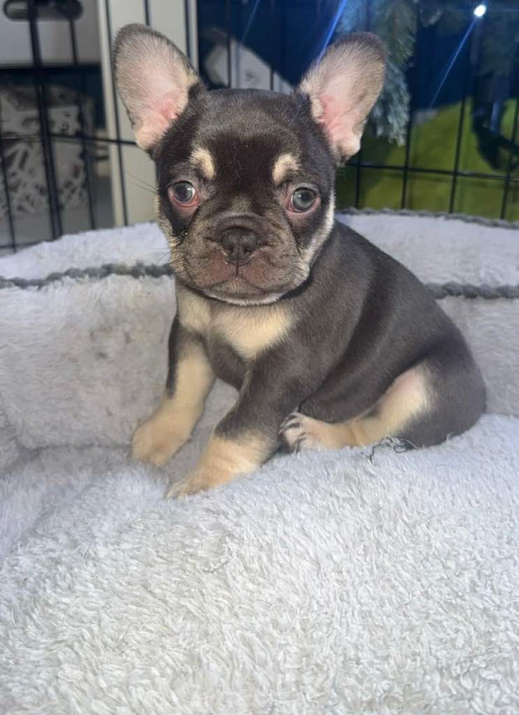✨PRICE DROP!🐾Three Beautiful French Bulldog Puppies🐾