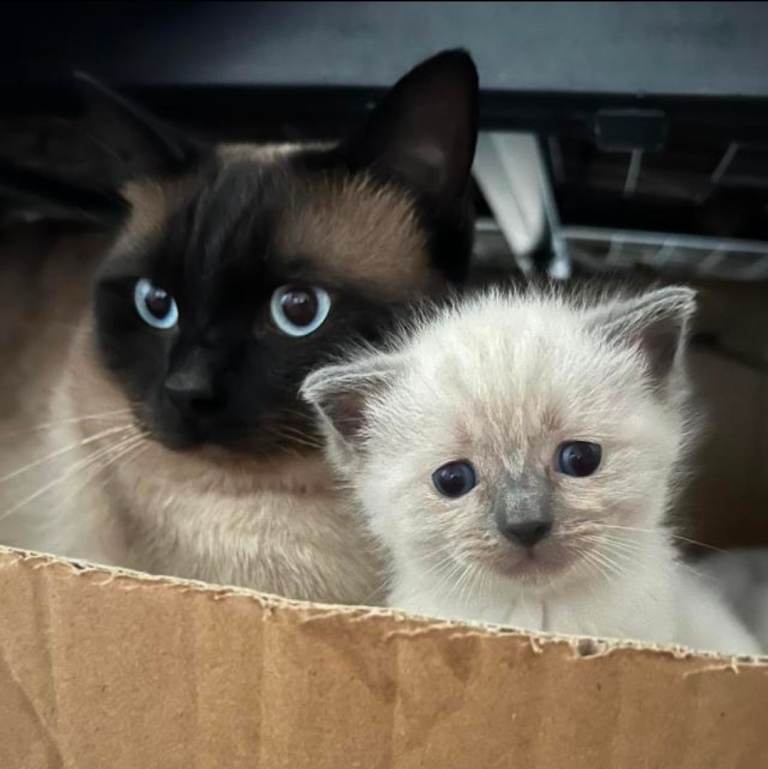 Ragdoll x Siamese (Ragamese) Male Cat