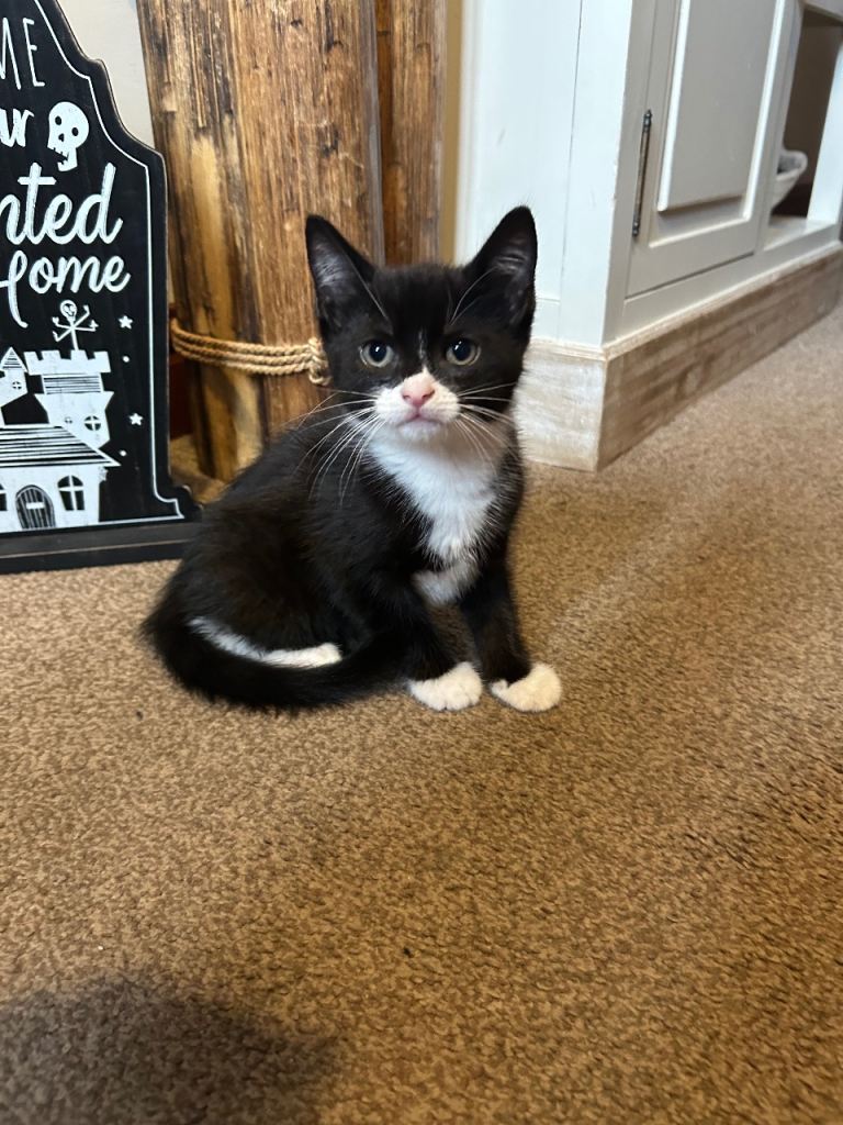 Kitten for sale black and white 