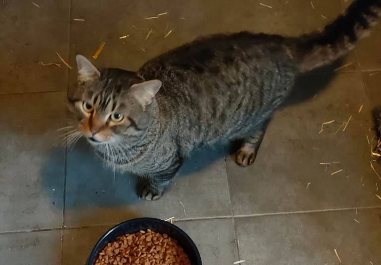 Siberian X Tabby Male Cat
