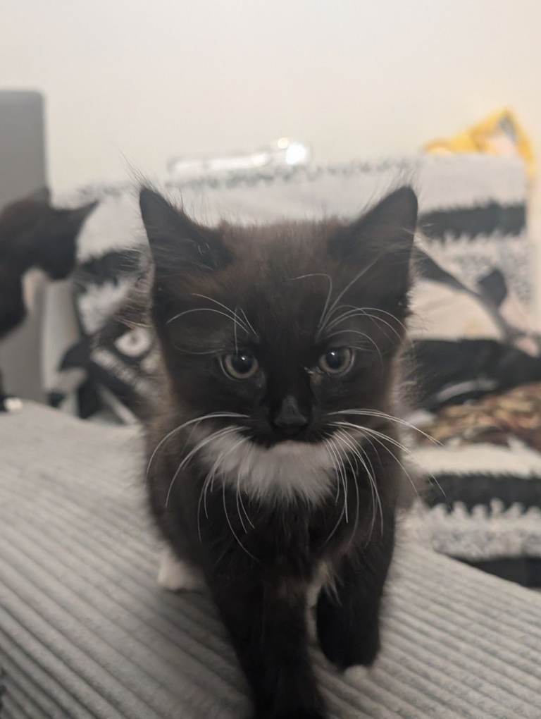 Kitten's for sale 