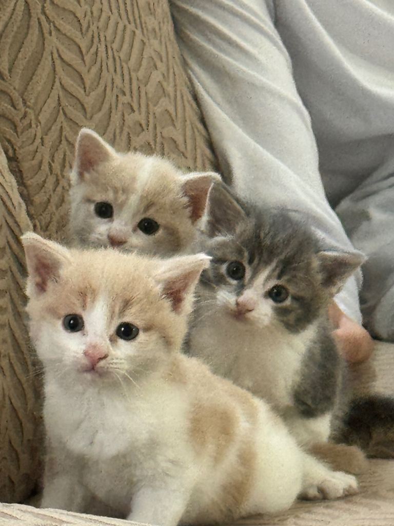 Gorgeous Kittens Ready for Loving Homes – Available from 15th August 2026