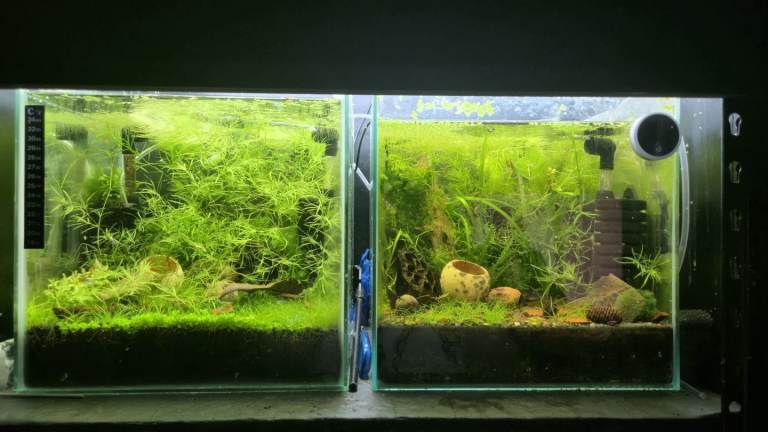 3 tank shrimps