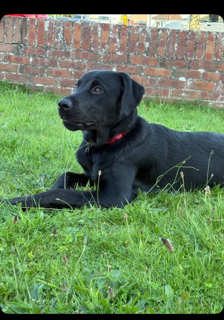 Labrador X Rottweiler (6 Months old)