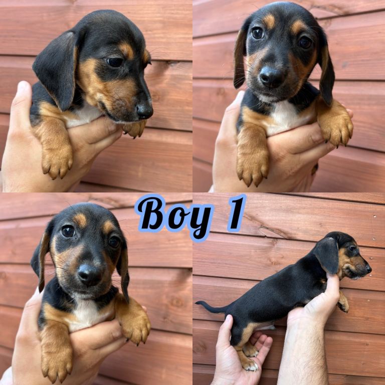 Dachshund x Jack Russel puppies ready to go