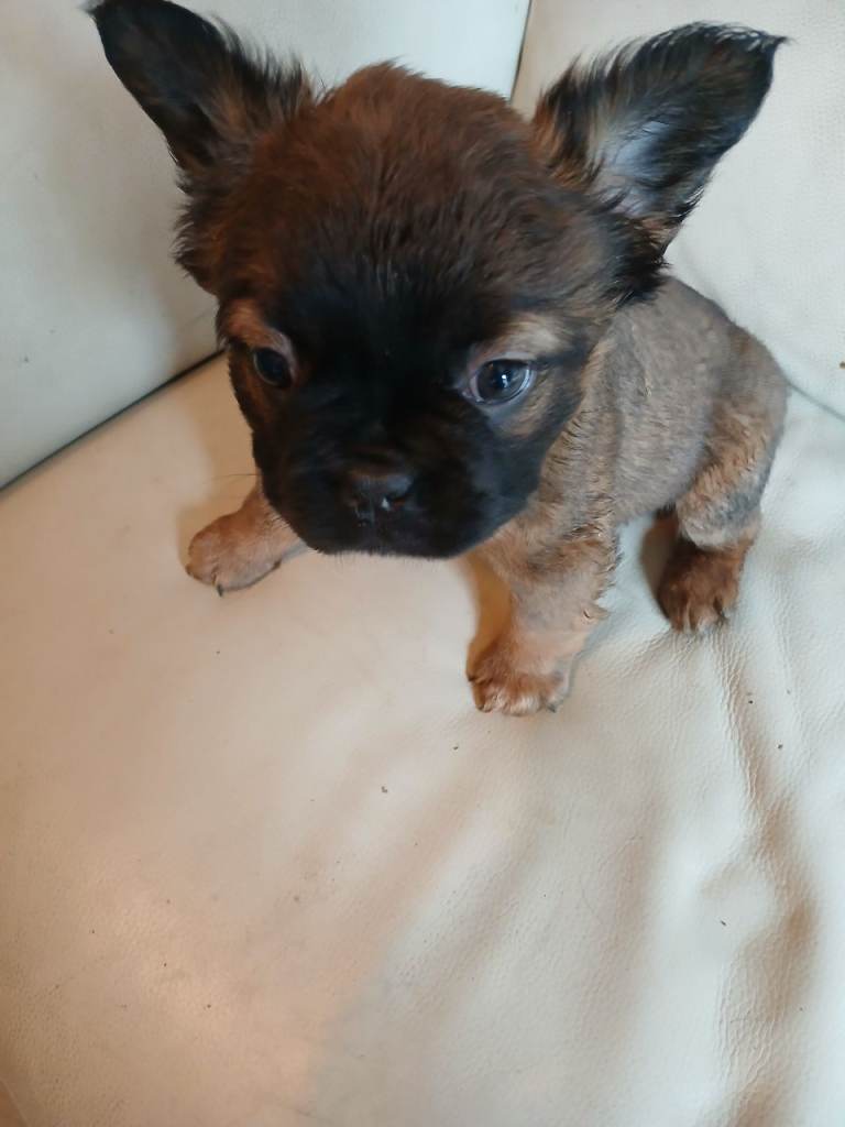 Fluffy frenchies forsale 