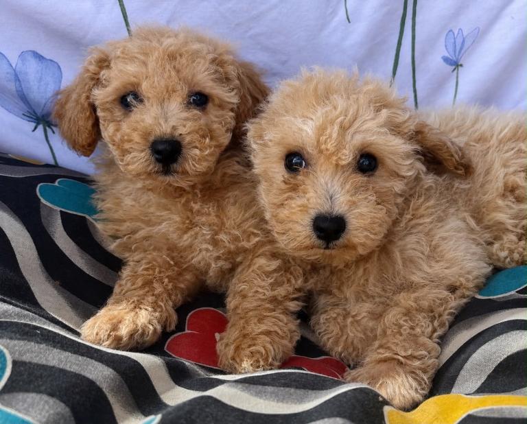 Cavapoo puppies 