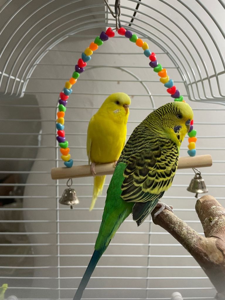 2 stunning budgies with large cage, food and treats included.
