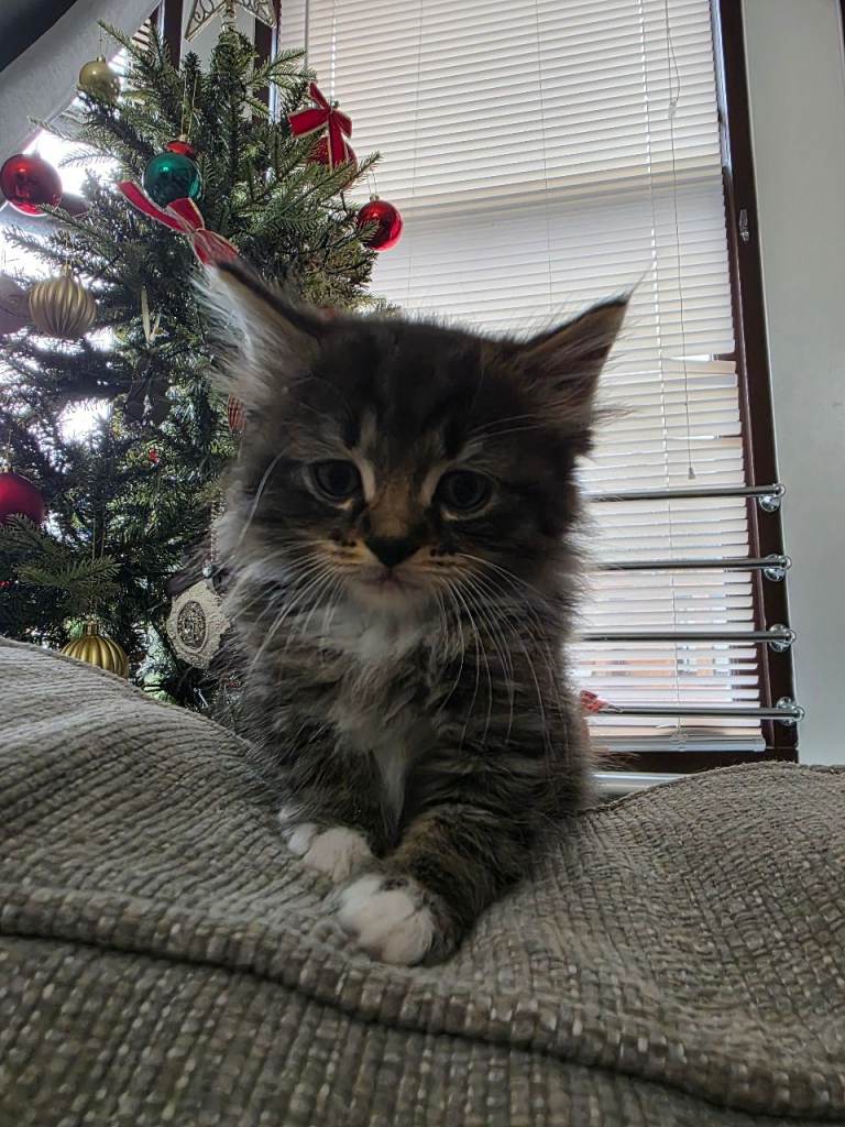 Fluffy Ragdoll Cross Female and Male Kittens – £500 – Glasgow