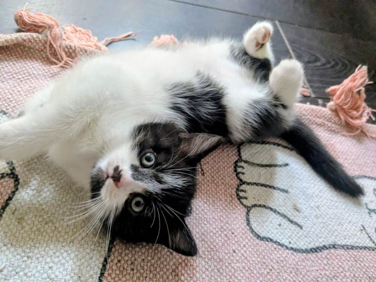 Stunning British Shorthair X Kittens for Sale 
