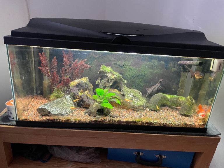 80litre aquarium for sale 