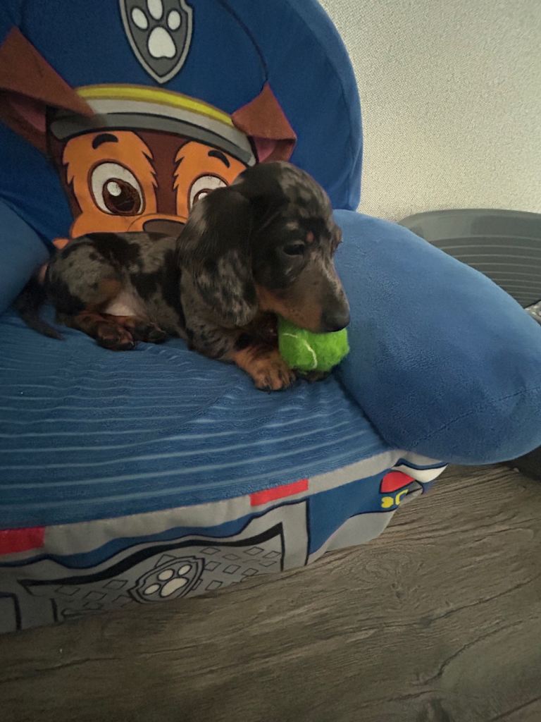  miniature dachshund ready 