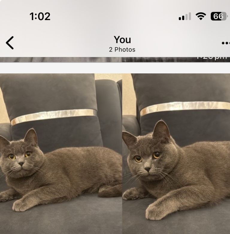 my british short hair cats