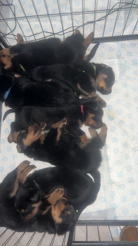 Rottweiler puppies 