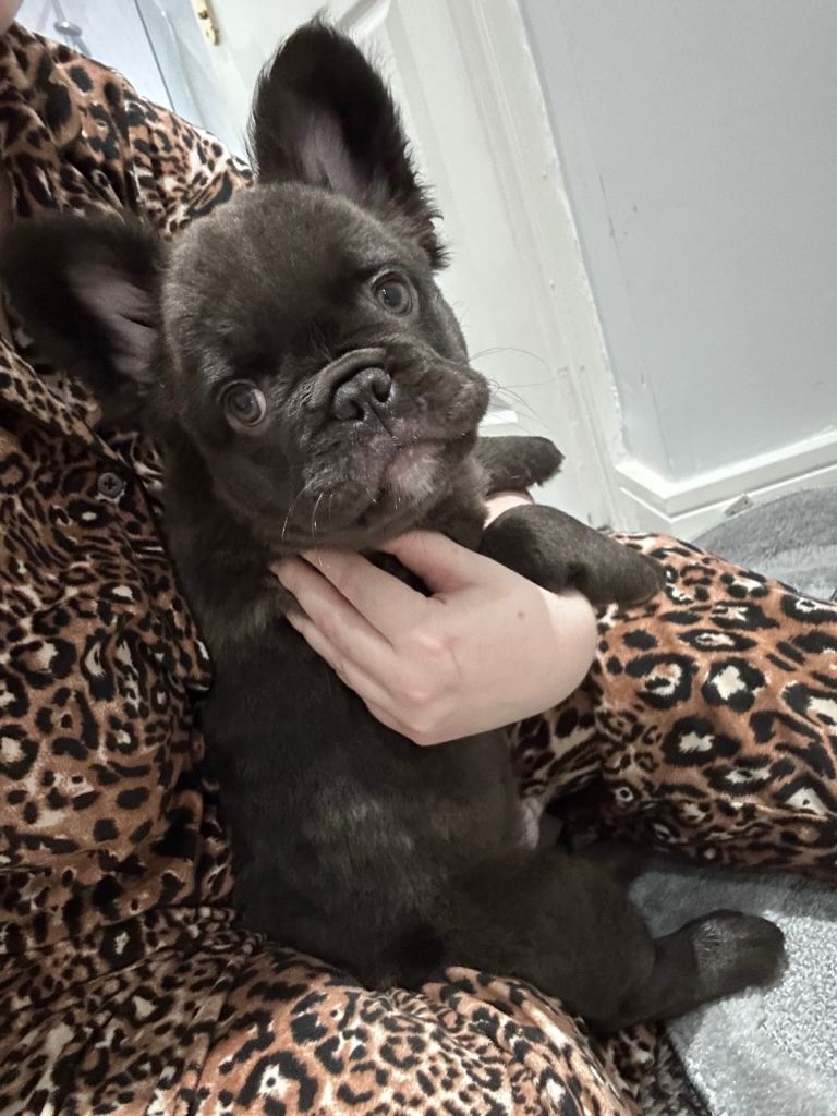 1 male FLUFFY FRENCH BULLDOG PUPS READY NOW