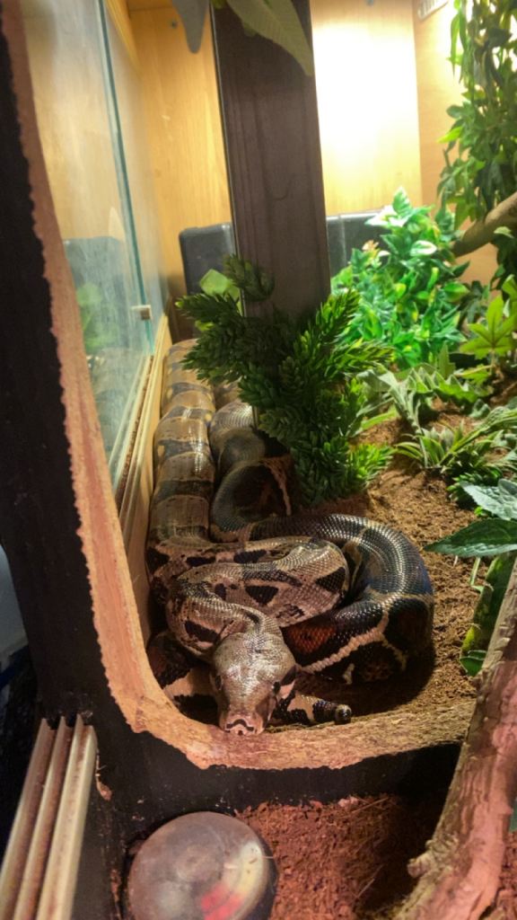 Snake